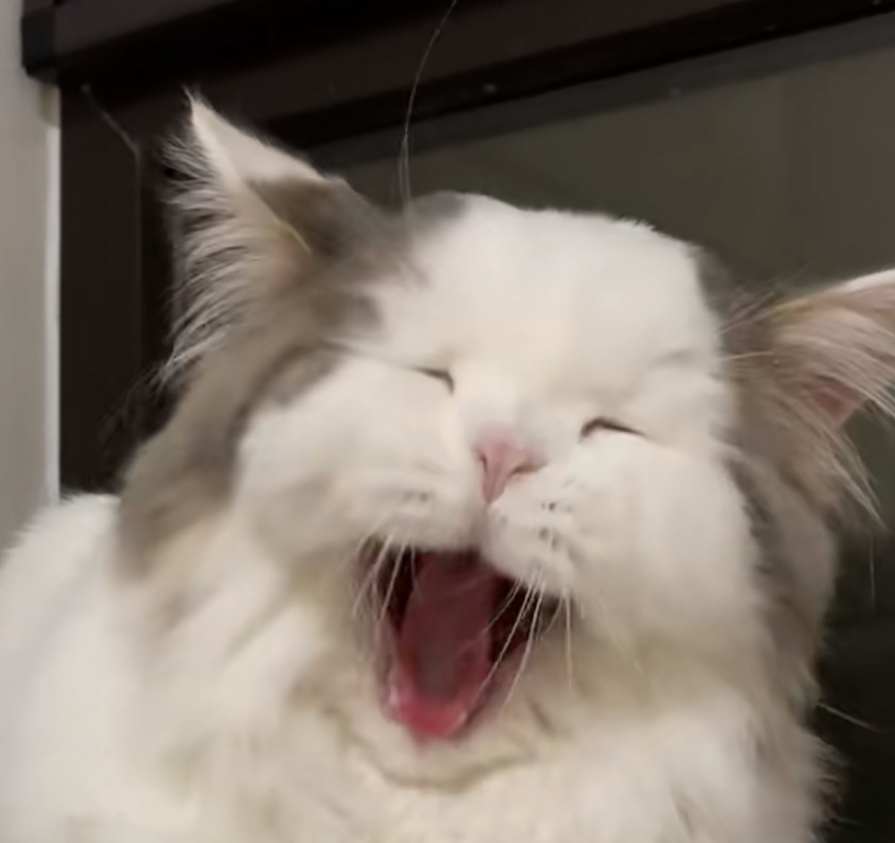 奴才：真的走佛係路線了嗎？