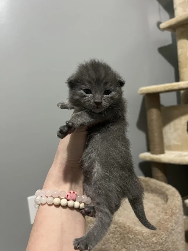 奴才：這個時候可以任你擺佈當然聽話囉