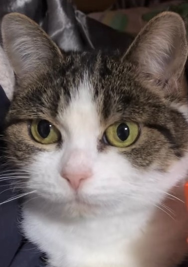 奴才：沒事，多適應就好啦