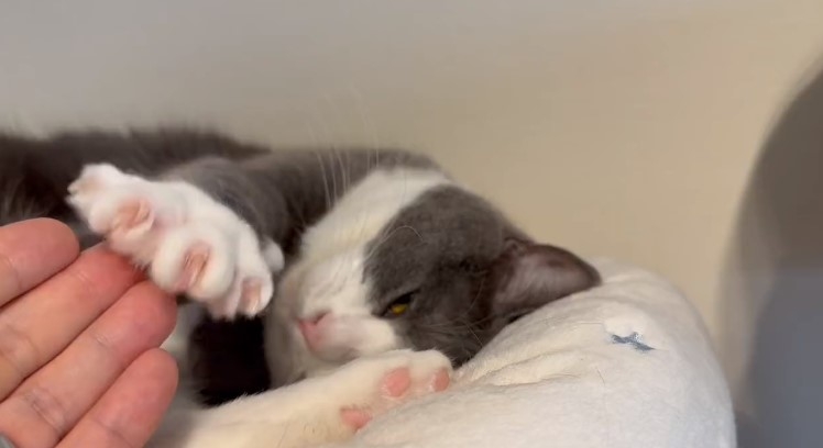 喵：朕只是不會說話