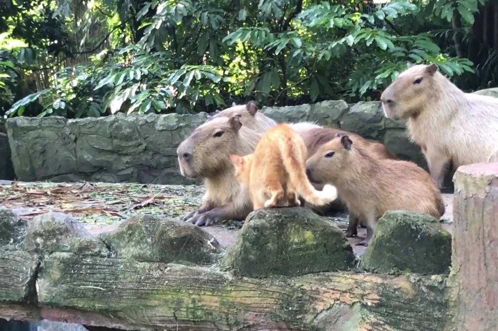 水豚：今天很多遊客，要保持優雅啦！