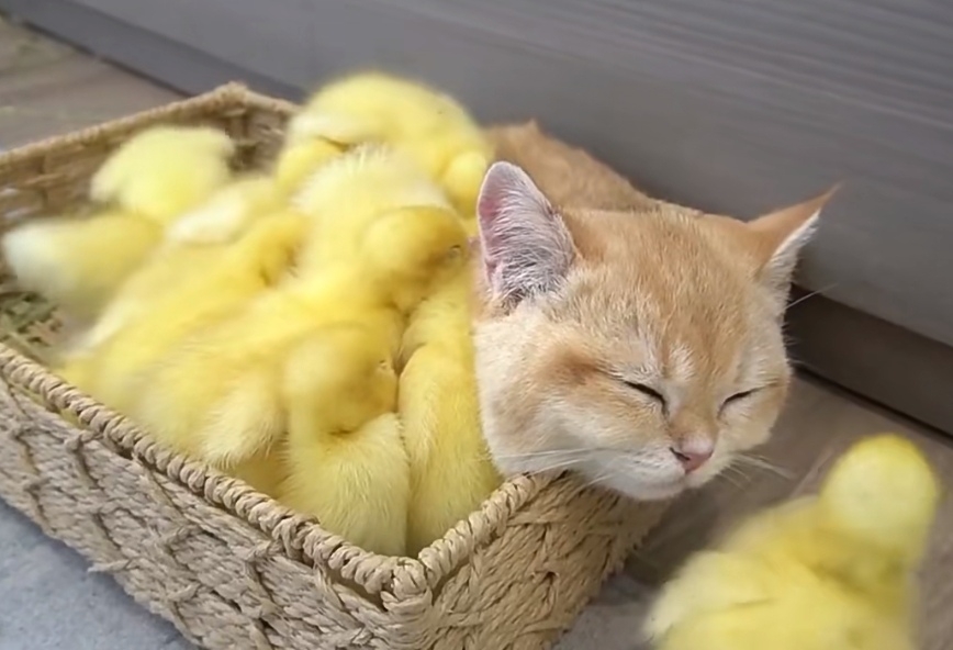 奴才:你們要好好相處啊