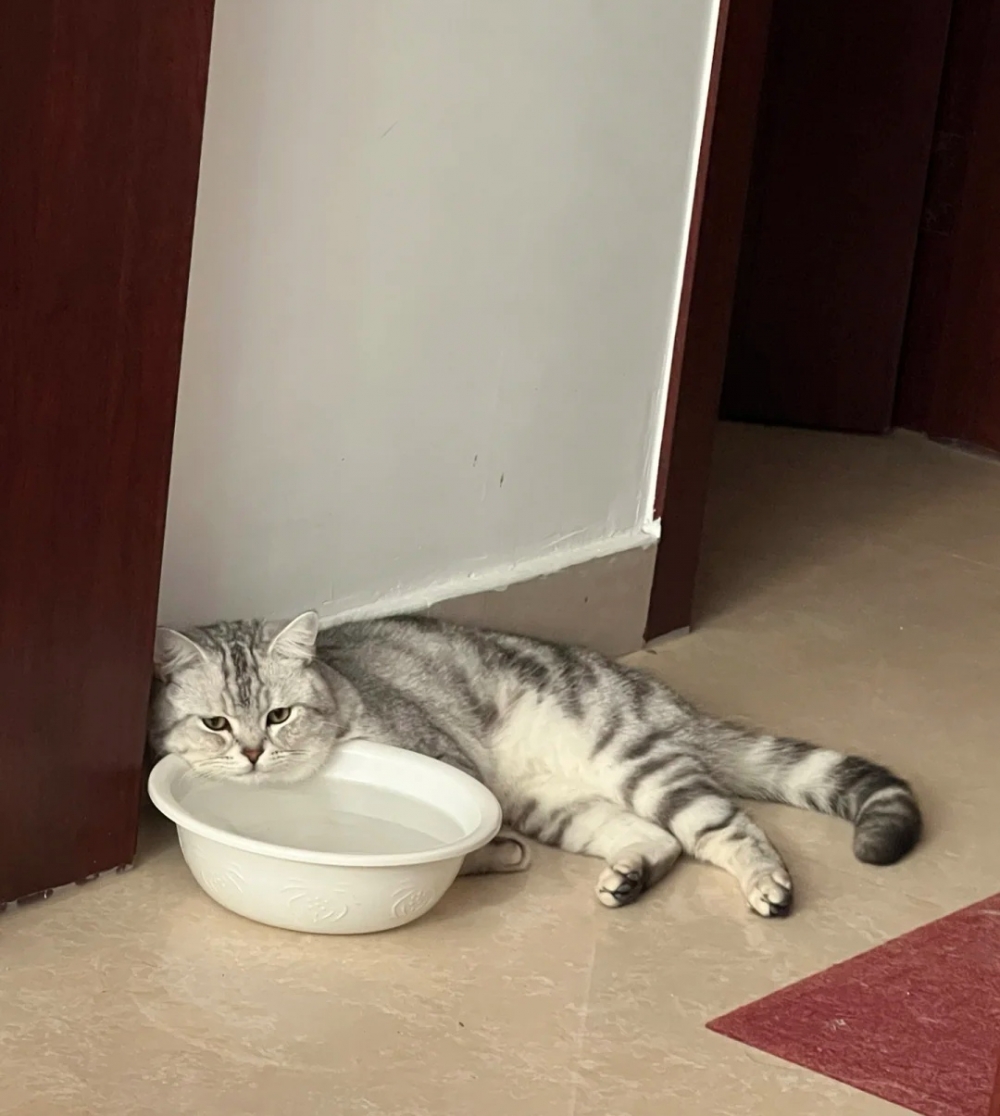 奴才:那就拭目以待啊