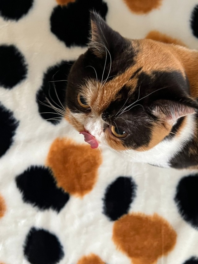 奴才：不是啦~你別誤會喔