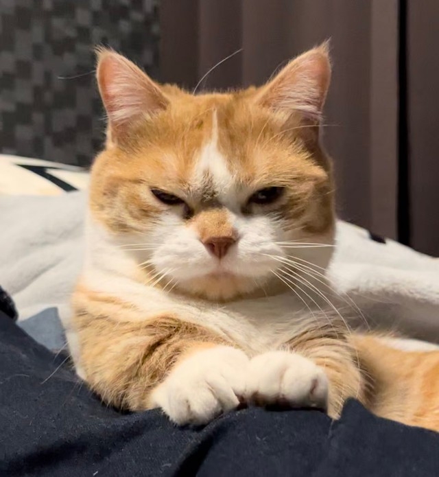 奴才：但是我又東西要做啊