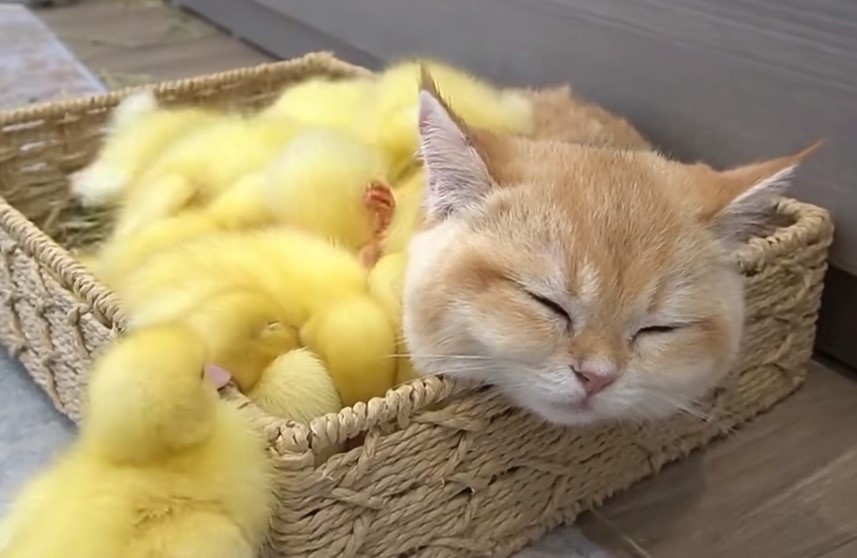 小鴨:這個暖腳爐不錯啊