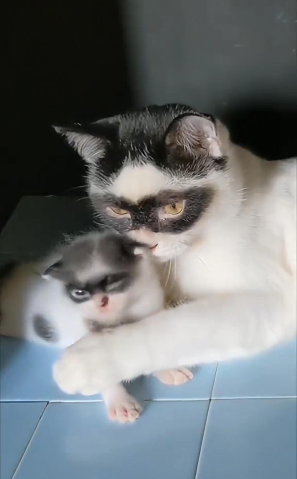 奴才：果然是父子呀