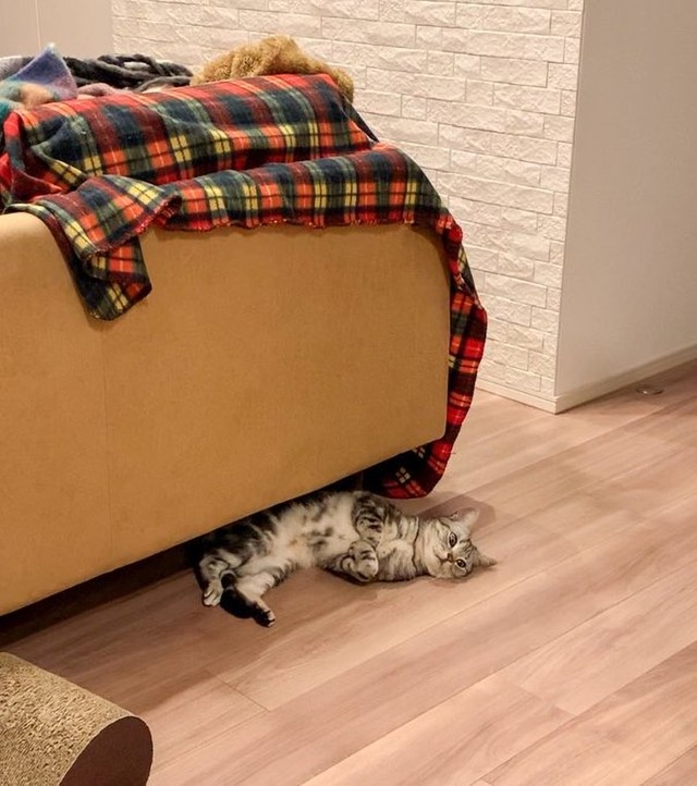 喵:只有這樣才容易入眠啦