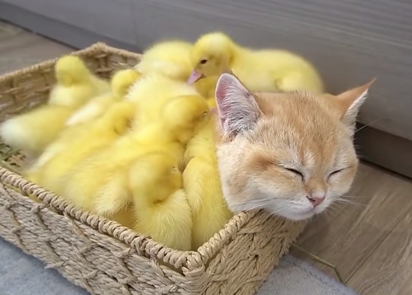 奴才:那還差不多啦