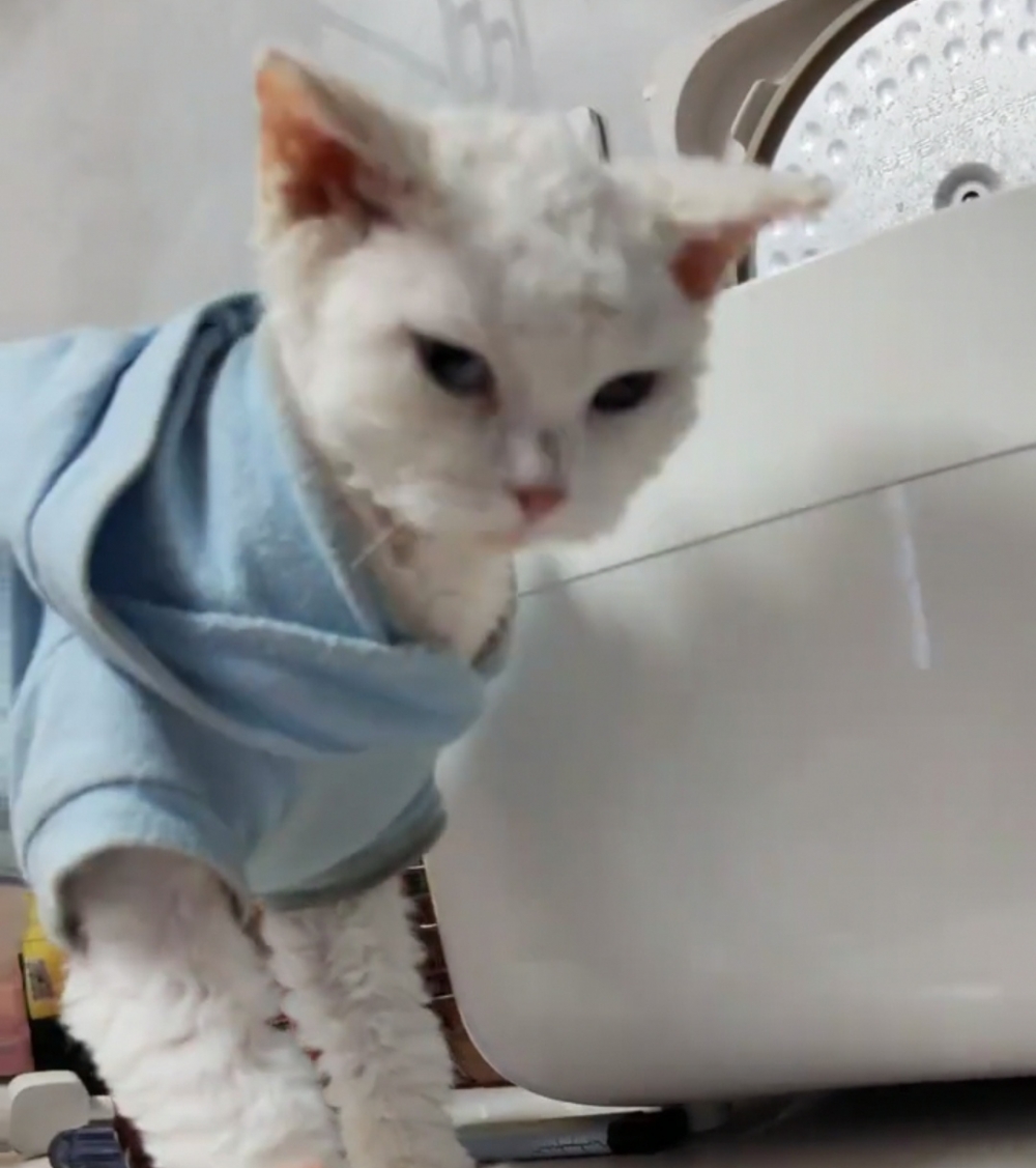 奴才：我怎麼知道你有沒有騙我