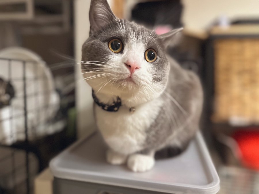 喵：這句朕愛聽！