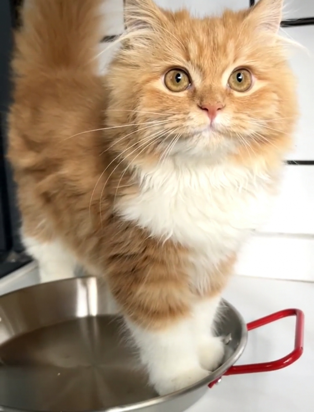 喵：朕覺得不髒就行