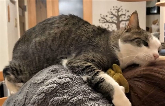 奴才：哼！搶了我的機會