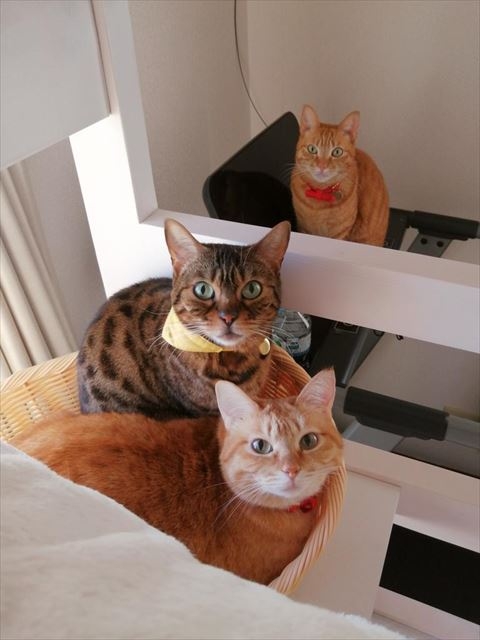 奴才：一起拍張照吧~