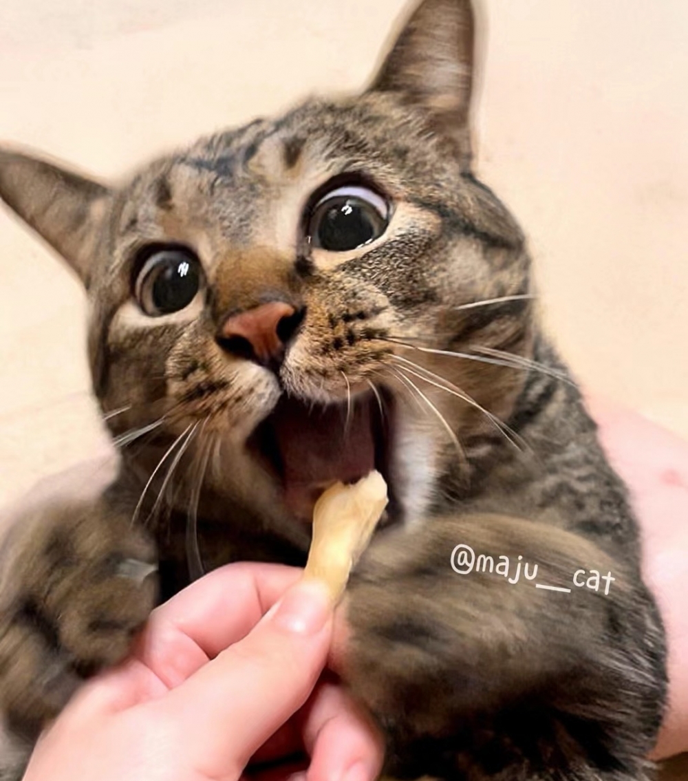 奴才：倒是挺有自知之明啊