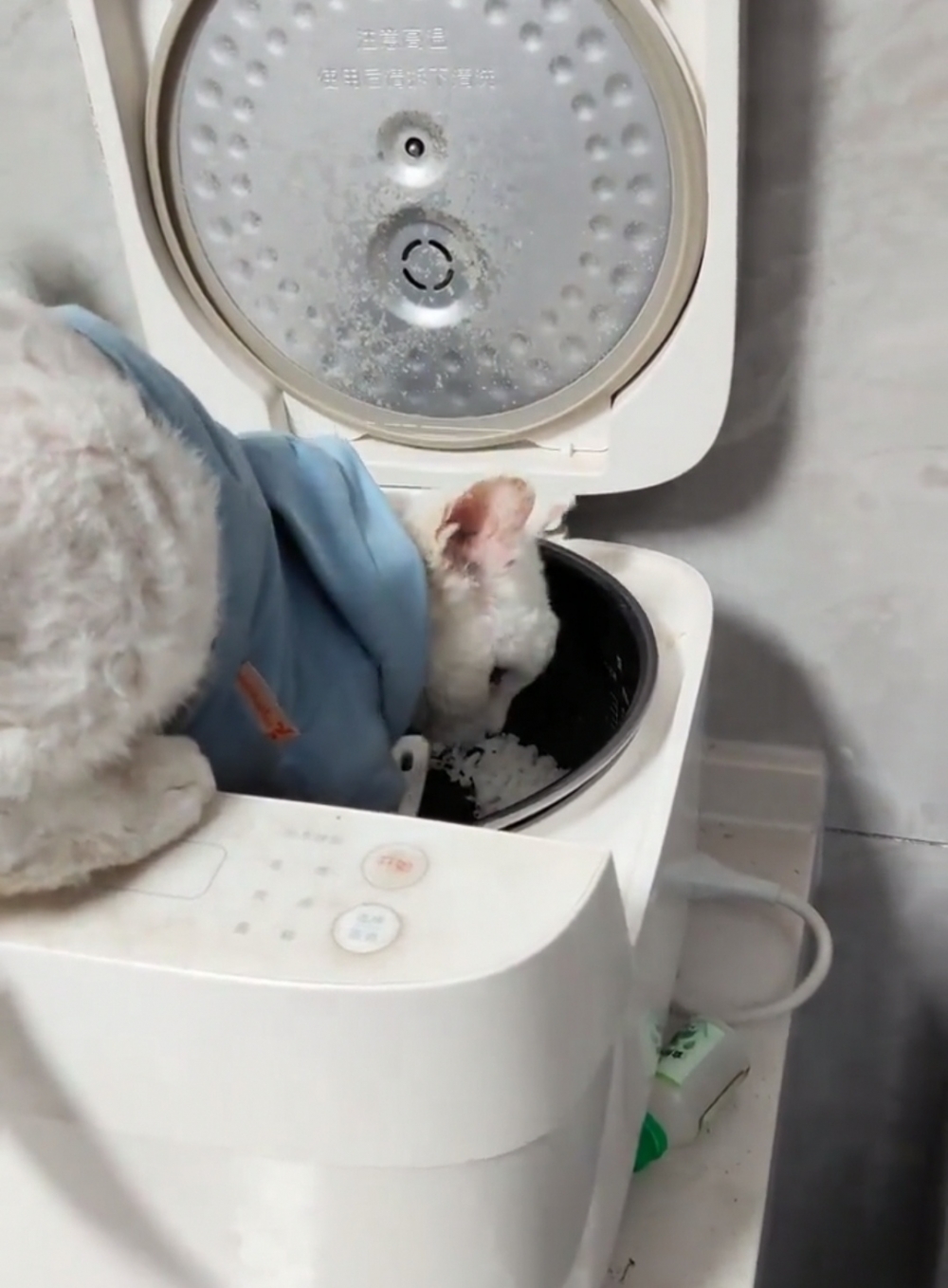 喵：看見了又怎樣~