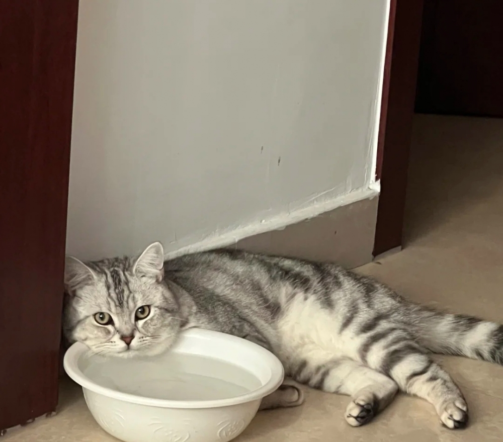 奴才:小心水盆翻了把自己弄得一身濕