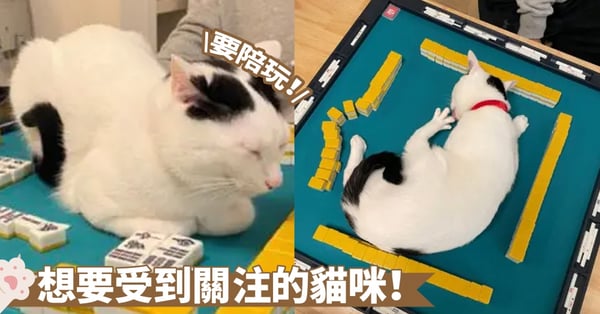 三缺一來打麻將嗎？就是喜歡湊熱鬧，缺少一點關注都不行的貓咪真的太黏人了！