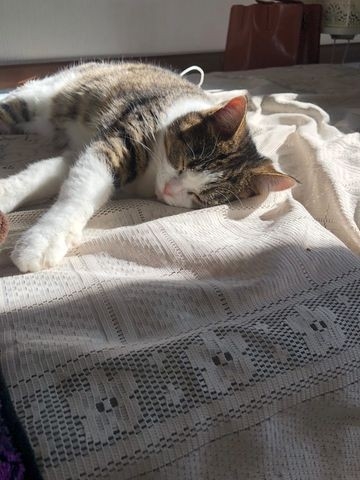 奴才：不然能怎麼辦，家都已經搬了