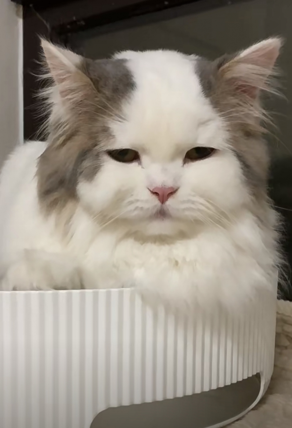 奴才：好啦好啦~