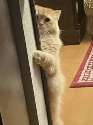 奴才：呀！嚇我一跳~