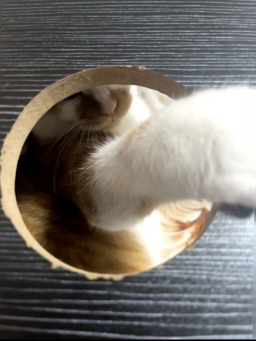 喵：至少現在還鑽得進啦