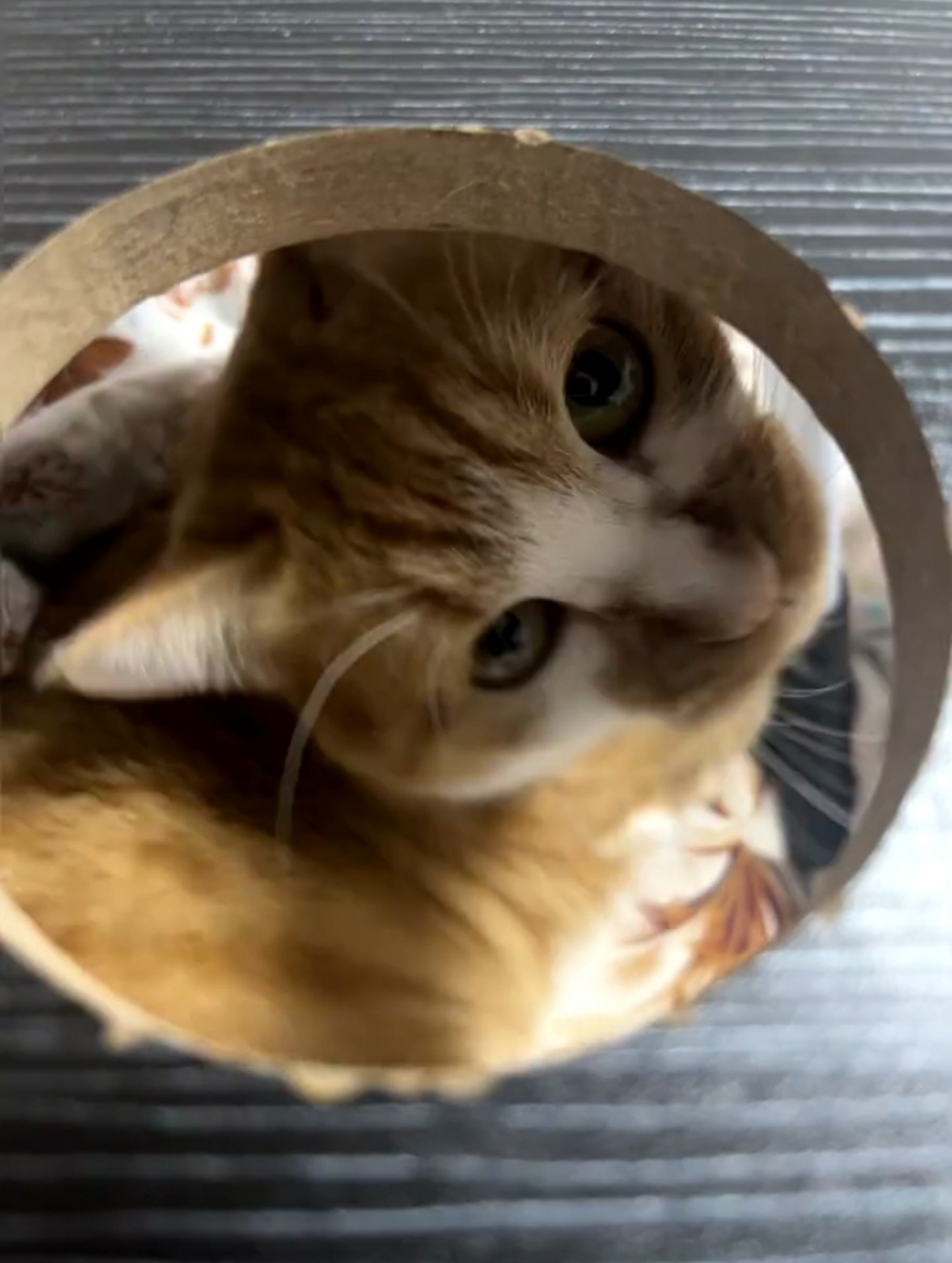 奴才：不會啊！但還是要說