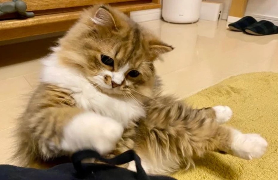 奴才：幹嘛這樣啊！我們是一家人誒