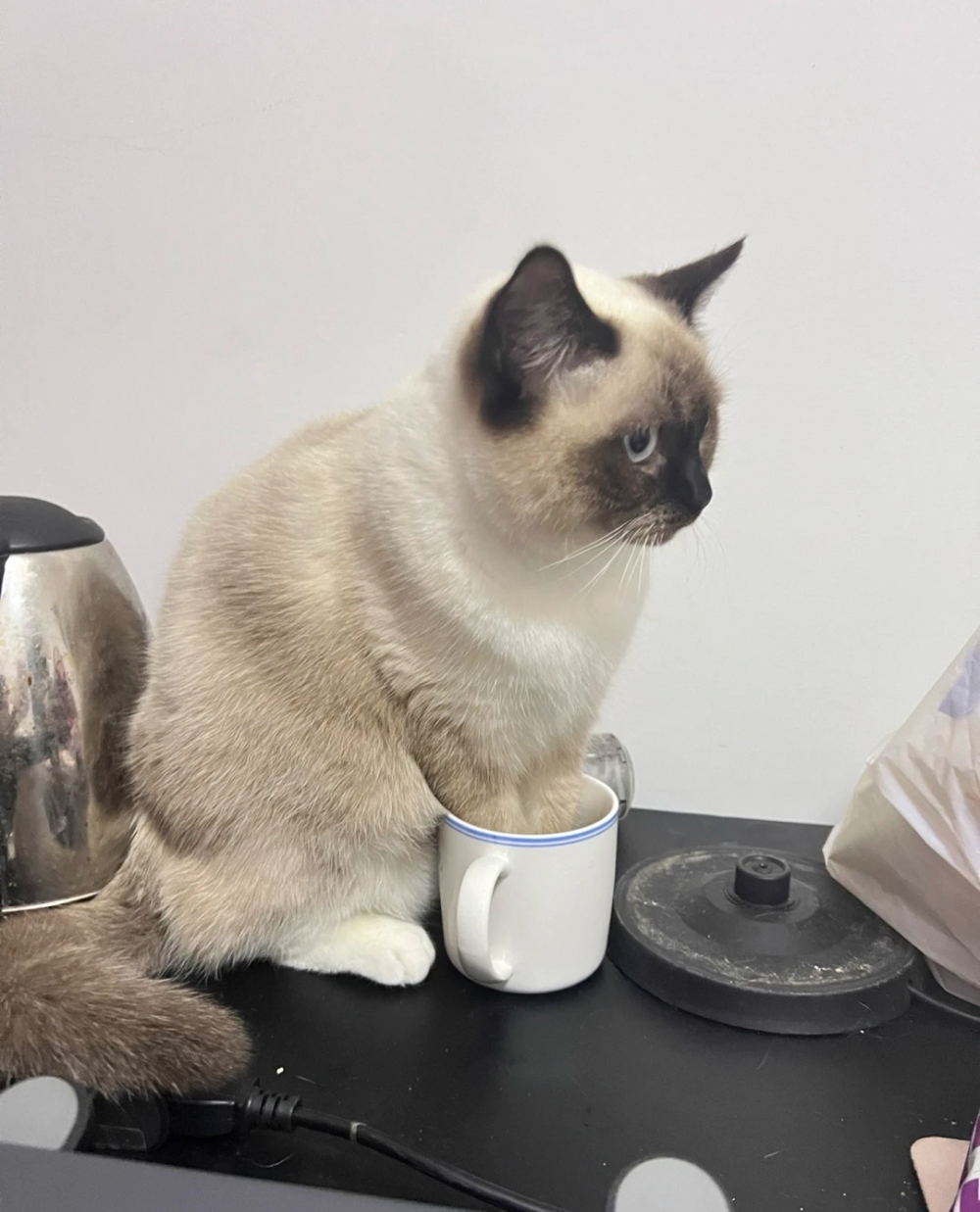 喵：朕沒有做壞事啦