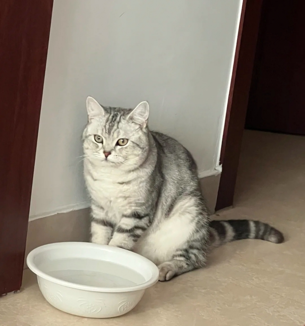 喵:朕才不相信你,保證會第一個上前來啦!