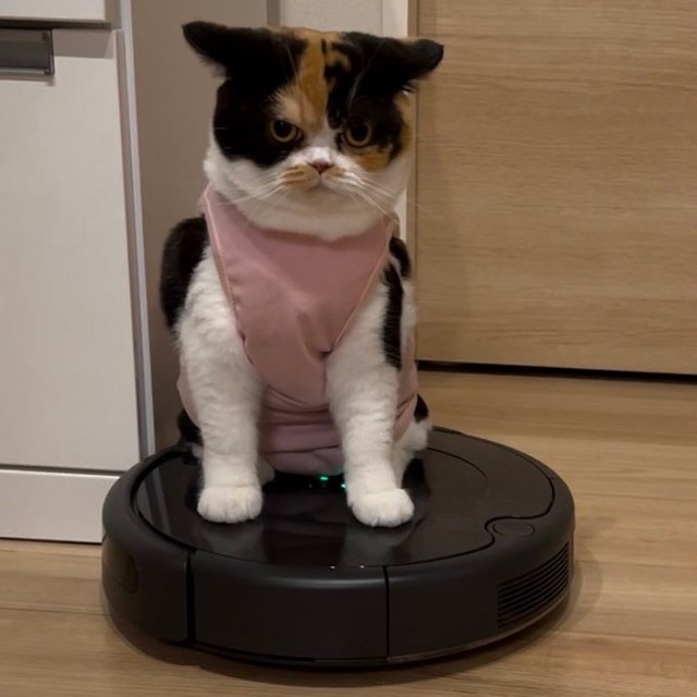 喵：原來如此啊！朕還挺喜歡的