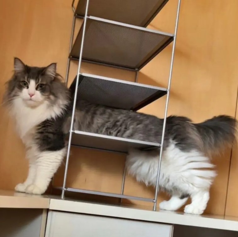 奴才：沒想到你身材那麼好