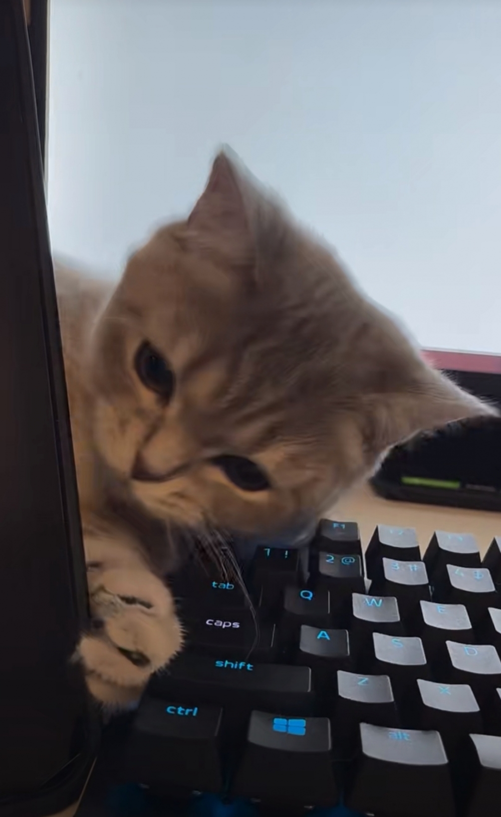 奴才：哎呀~真拿你沒辦法