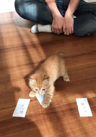 奴才:那麼快決定好囉