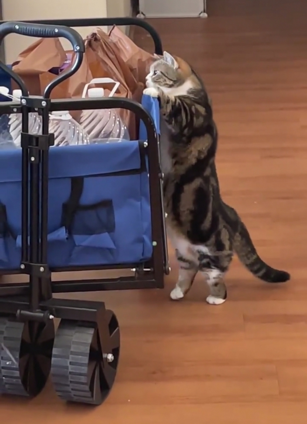 奴才：耶~猜對啦！