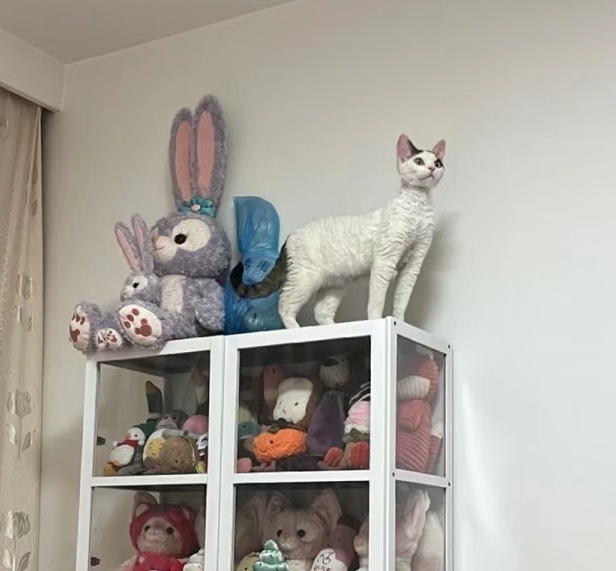 喵：朕現在是家裡的老大啦！