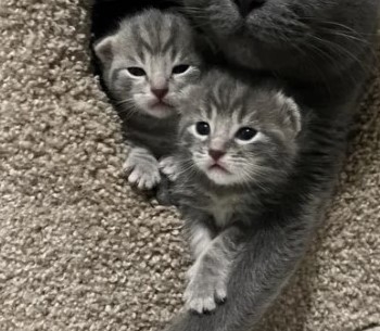 奴才：這個問題也太難回答了啦