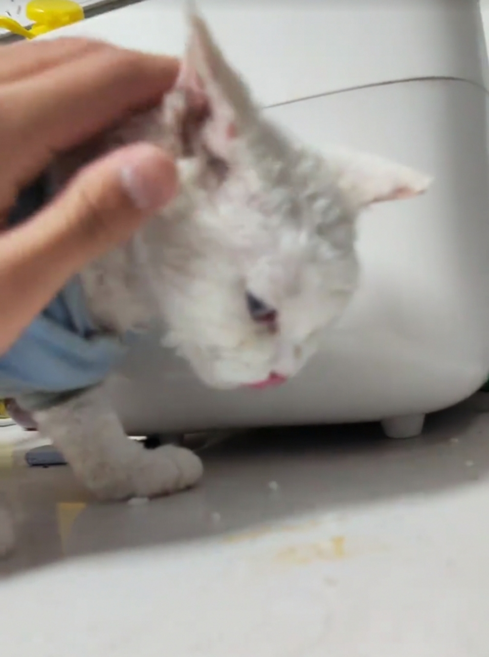 奴才：只能吃一點點而已