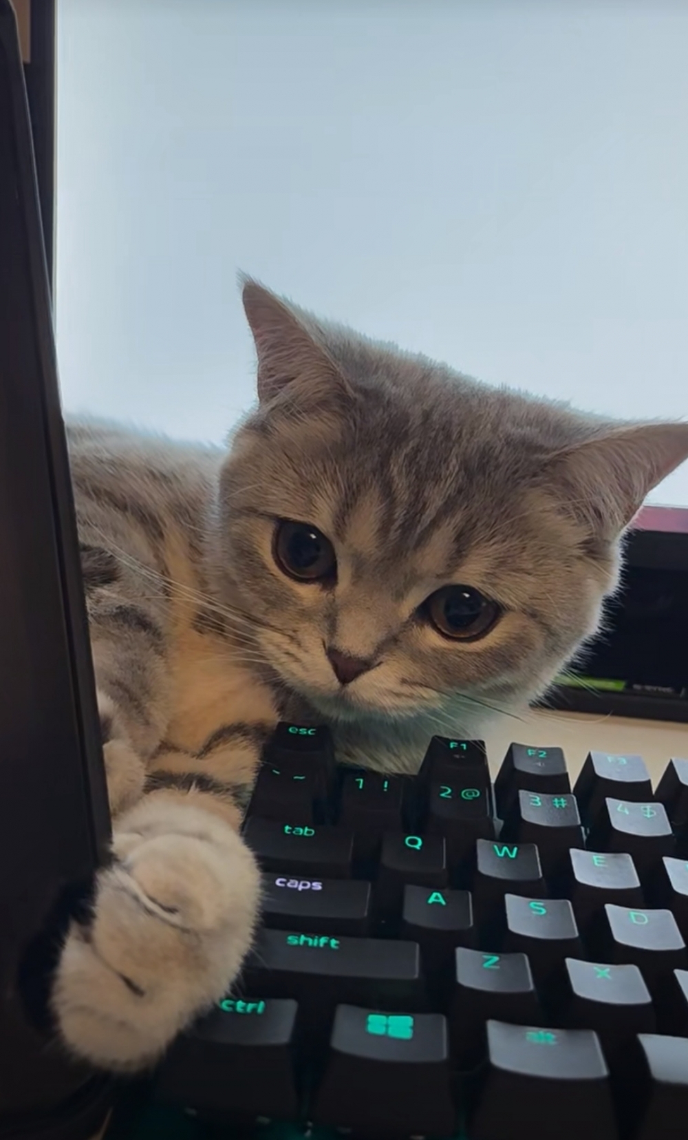 奴才：忙完就可以陪你玩啦~