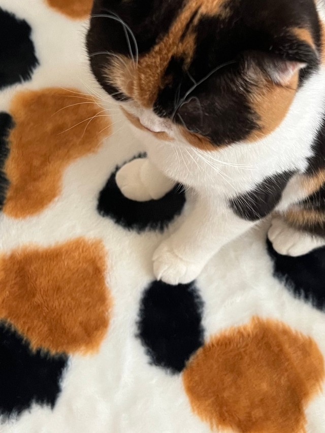 奴才：就是看到很相似所以才買噠