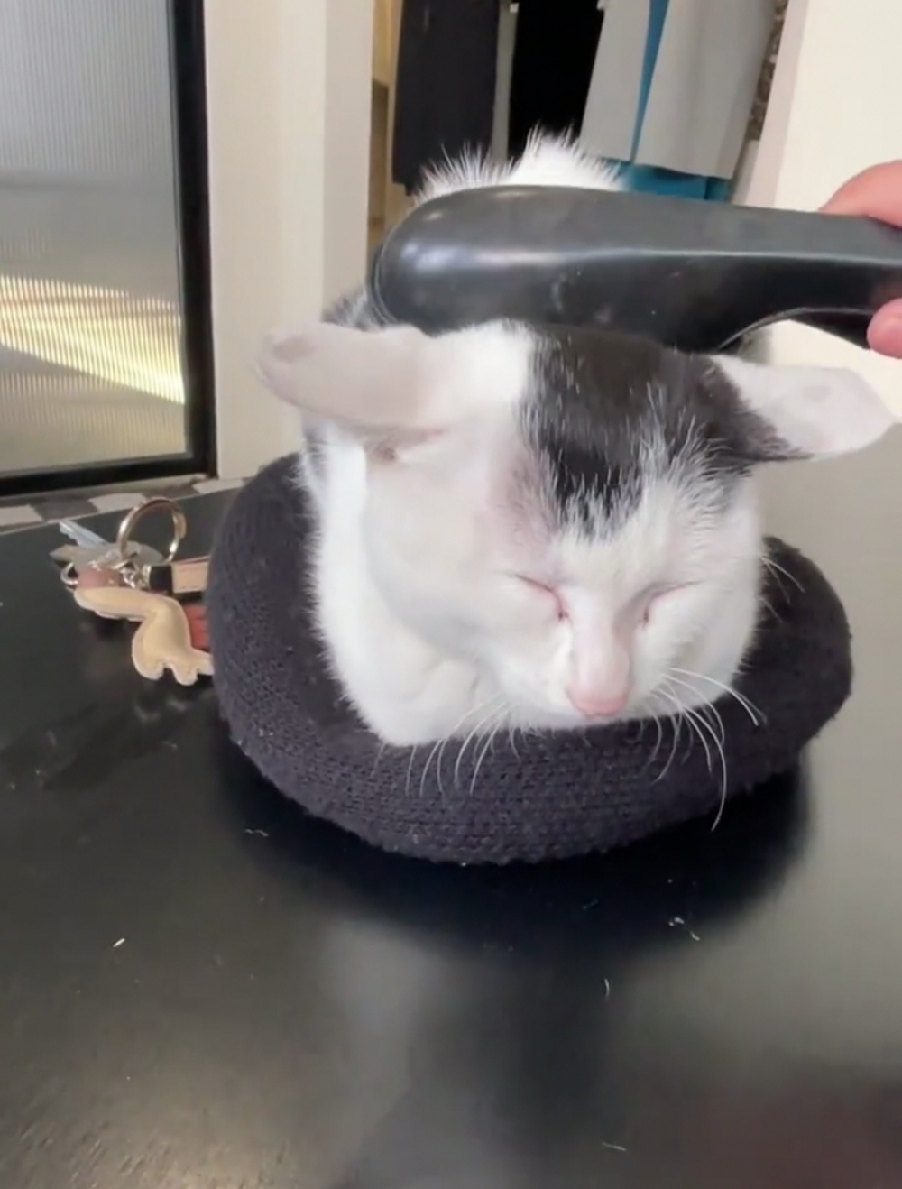 奴才：沒關係，至少可以粘走一些毛髮