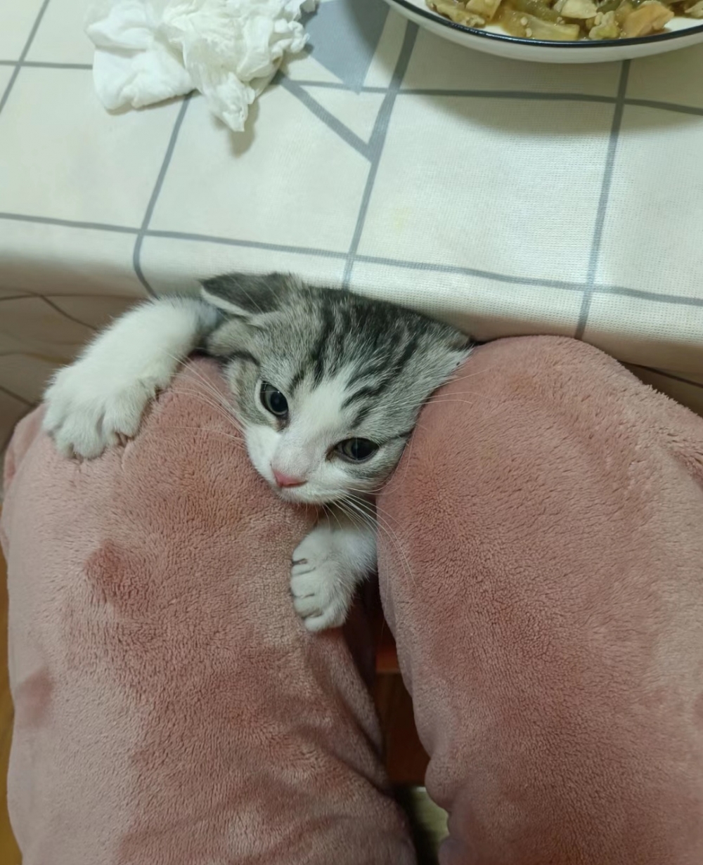 奴才:你說什麼?說謊不打草稿啊!