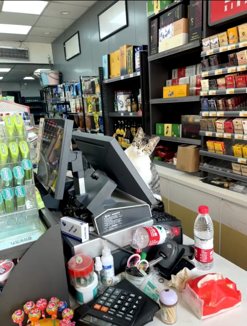 奴才:你倒是挺臭美的