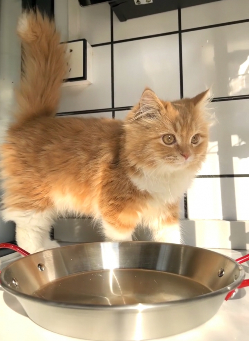 奴才：撒嬌也沒用