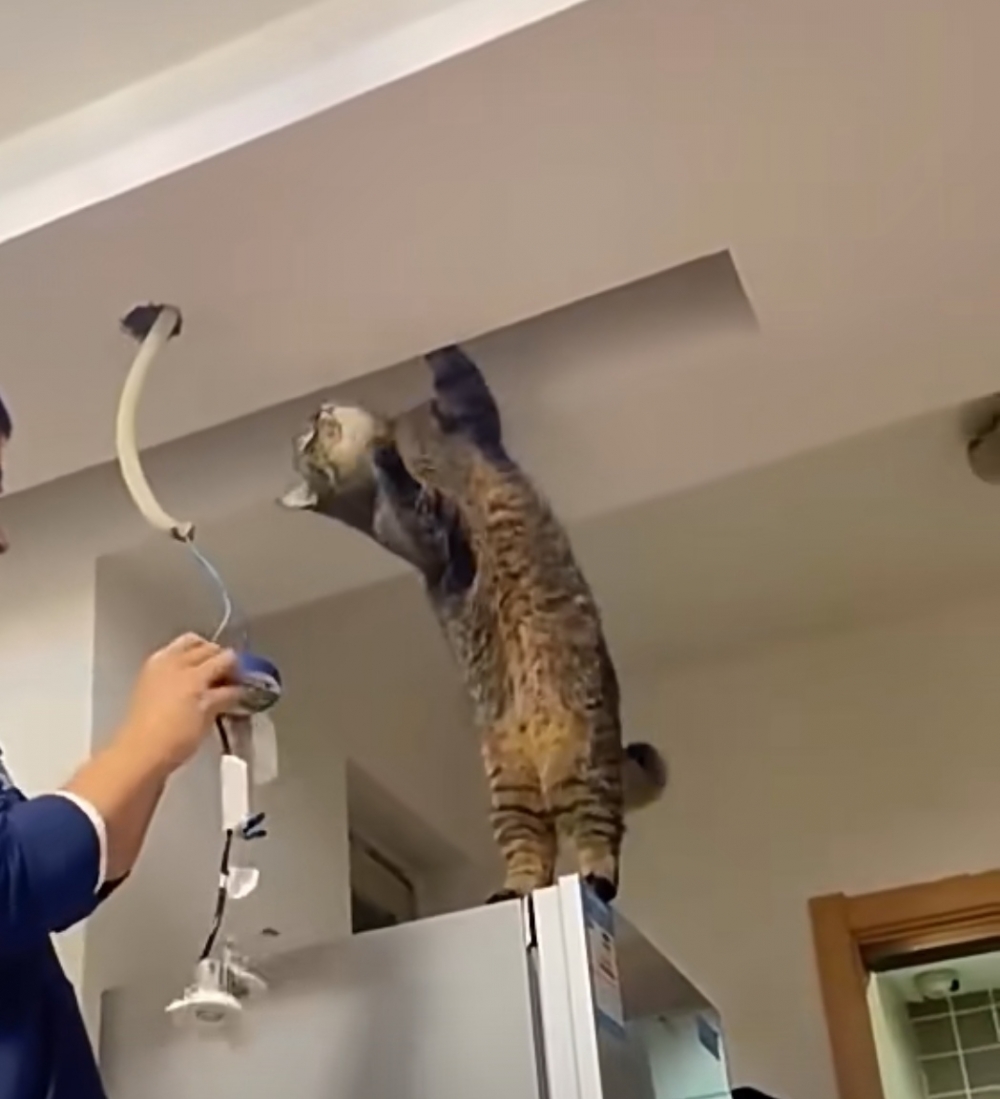 奴才：你下來啦！