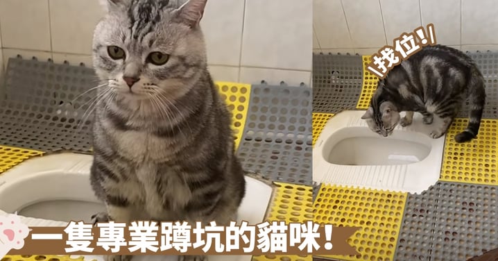 訓練有素！專業蹲坑的貓咪是真的在上廁所啦~網：不會偷偷喝水吧？