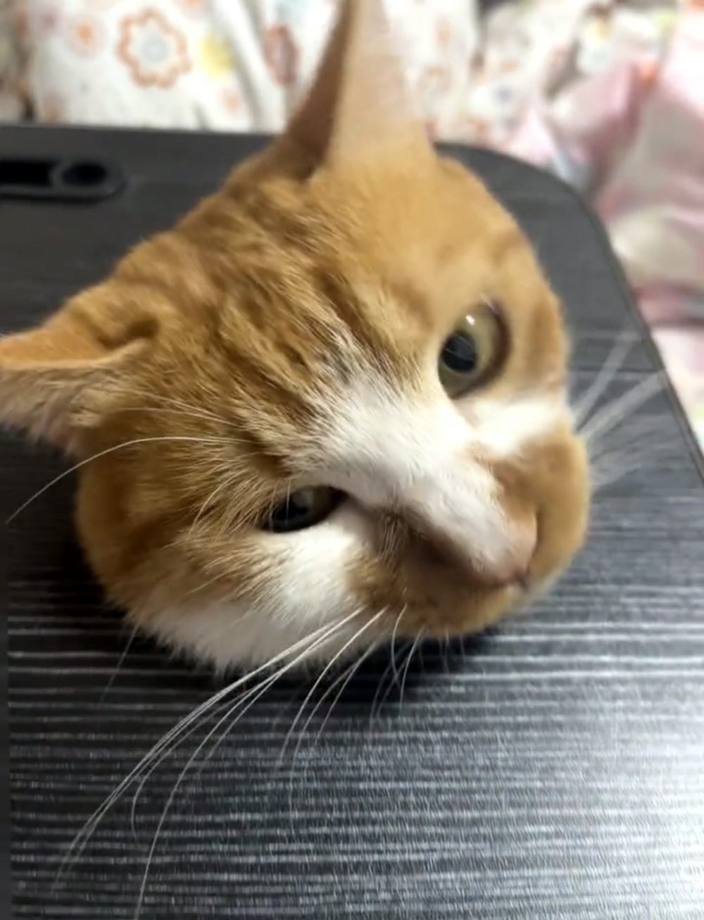 喵：這是事先聲明嗎？