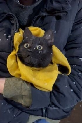 奴才：這個就是下雪啦