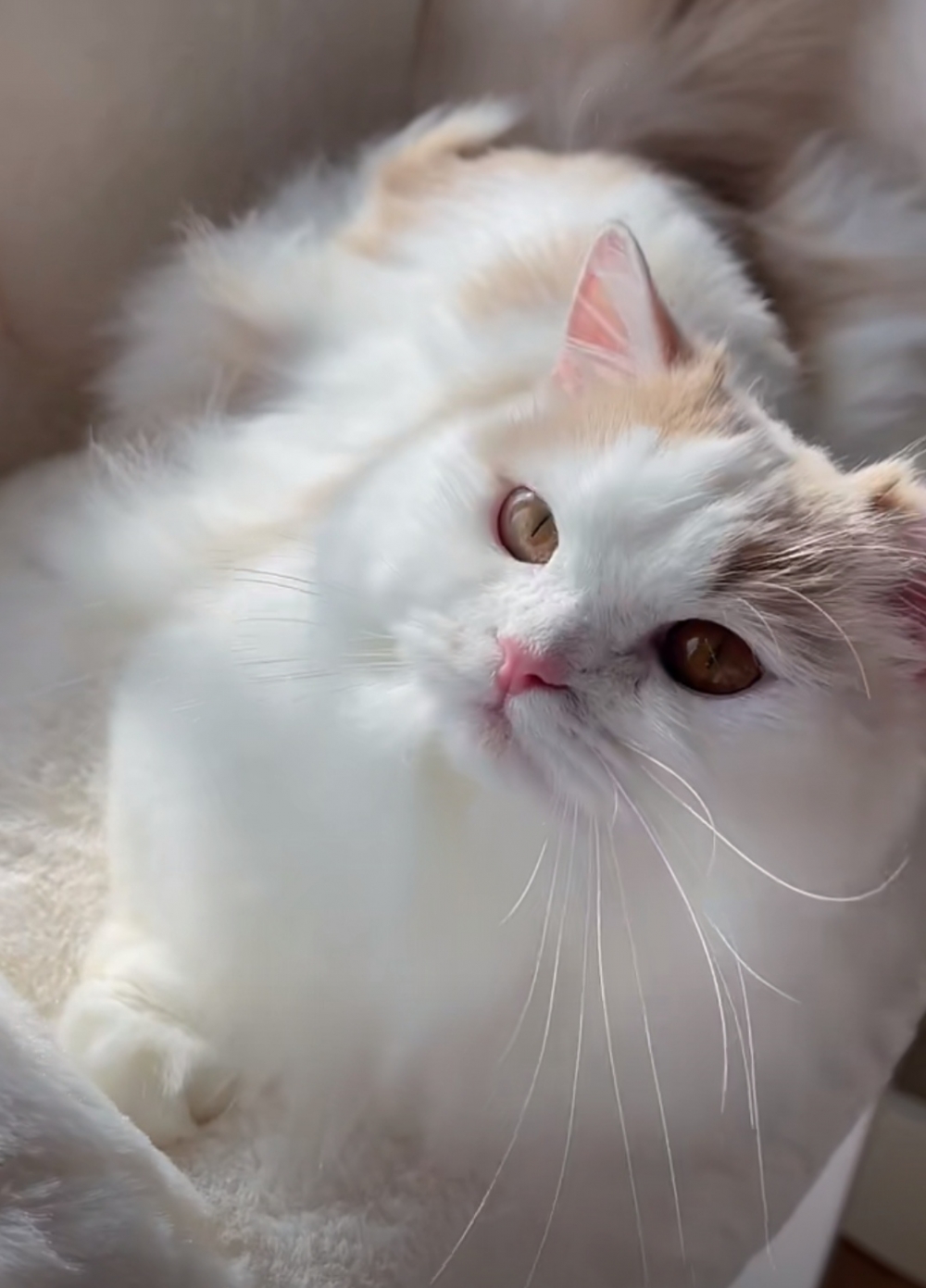 奴才：好佛係啊！