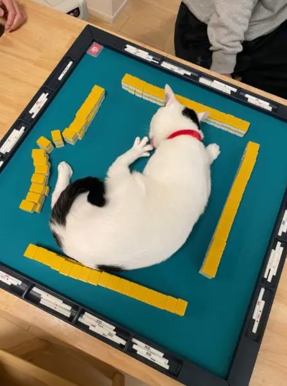 奴才：你那麼大一隻會看不見你嗎~